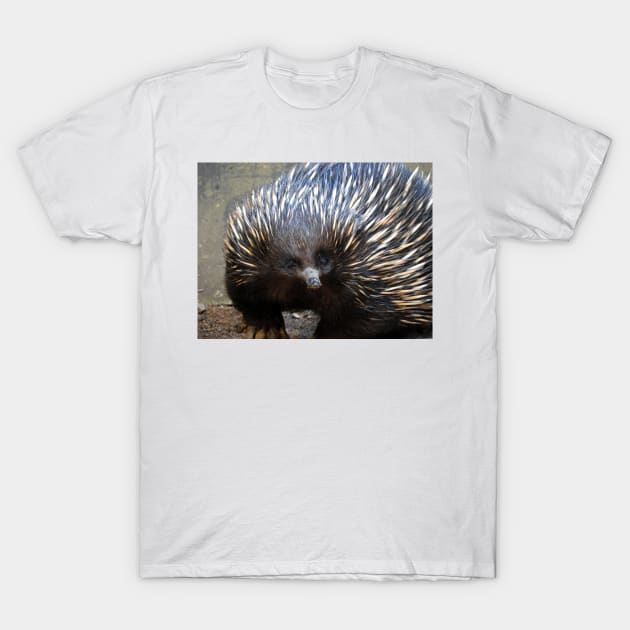 Echidna T-Shirt by kirstybush